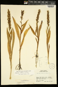 Habenaria repens image