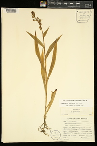 Habenaria repens image