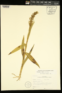 Habenaria repens image