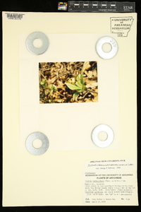 Isotria verticillata image