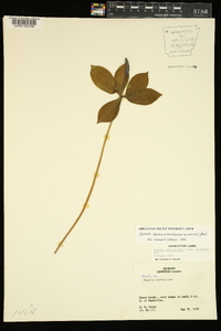 Isotria verticillata image