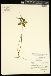 Isotria verticillata image