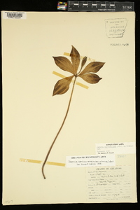 Isotria verticillata image