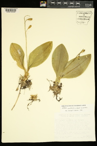 Liparis liliifolia image