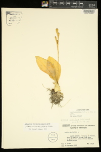 Liparis liliifolia image