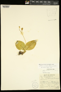 Liparis liliifolia image