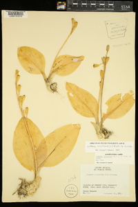 Liparis liliifolia image