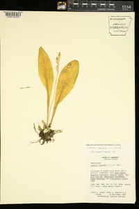 Liparis loeselii image