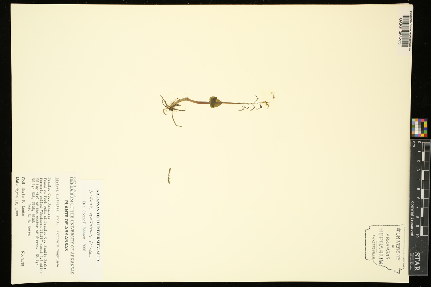 Listera australis image