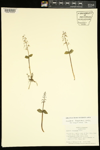 Listera australis image