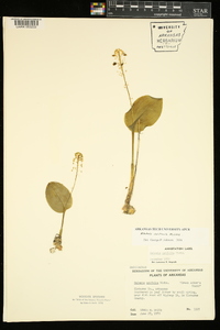 Malaxis unifolia image