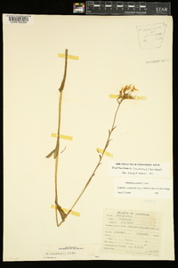 Platanthera ciliaris image