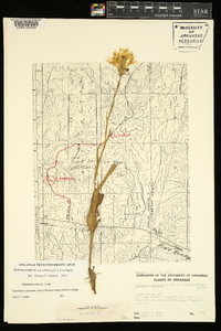 Platanthera ciliaris image