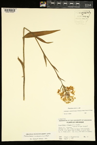 Platanthera ciliaris image