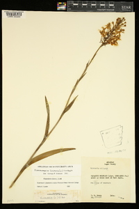 Platanthera ciliaris image