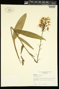 Platanthera ciliaris image