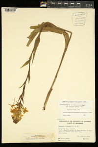 Platanthera ciliaris image