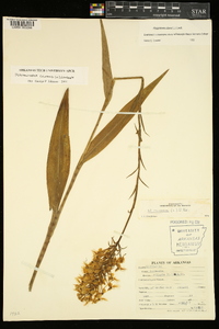 Platanthera ciliaris image