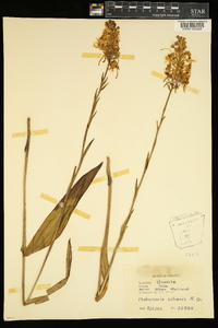 Platanthera ciliaris image