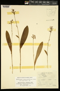 Platanthera clavellata image