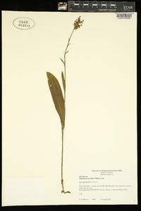 Platanthera clavellata image