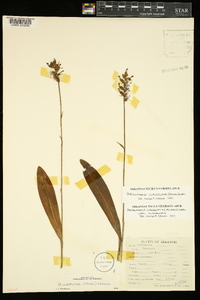 Platanthera clavellata image