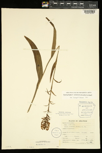 Platanthera cristata image