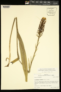 Platanthera cristata image