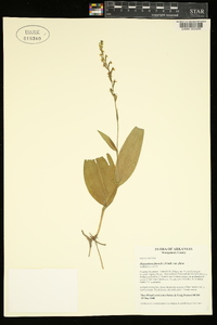 Platanthera flava image