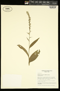 Platanthera flava image