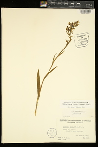 Platanthera lacera image