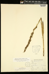 Platanthera lacera image