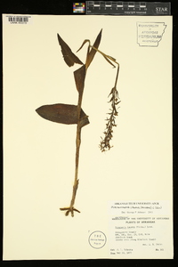 Platanthera lacera image