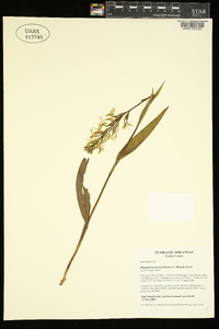 Platanthera lacera image