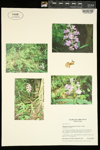 Platanthera peramoena image