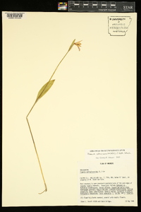 Pogonia ophioglossoides image