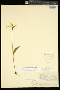 Pogonia ophioglossoides image