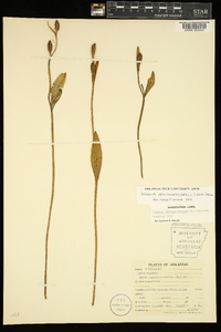 Pogonia ophioglossoides image