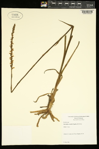 Spiranthes vernalis image