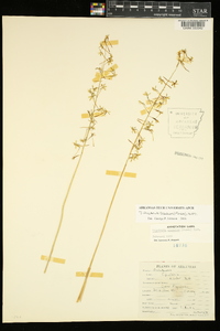 Tipularia discolor image