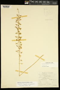 Tipularia discolor image