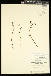 Triphora trianthophora subsp. trianthophora image