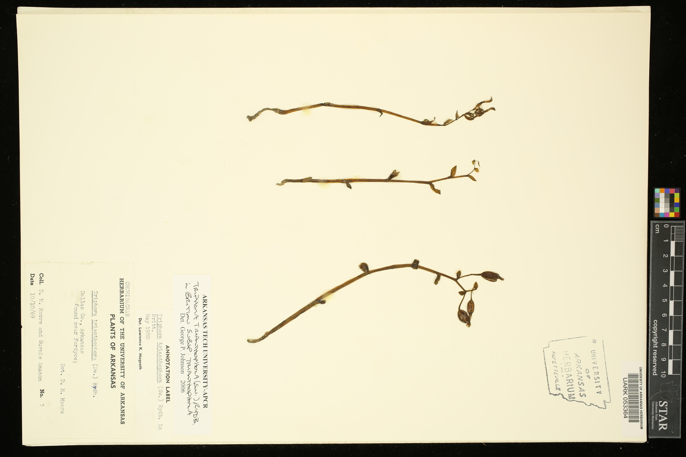 Triphora trianthophora subsp. trianthophora image