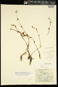 Triphora trianthophora subsp. trianthophora image