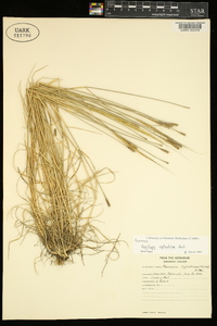 Aegilops cylindrica image