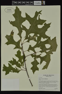 Quercus palustris image