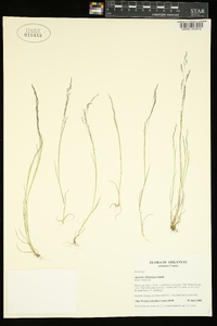 Agrostis elliottiana image