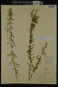 Ionactis linariifolia image