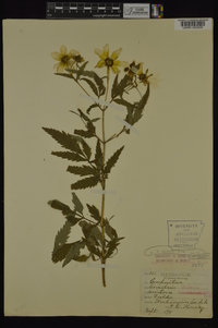 Bidens aristosa image