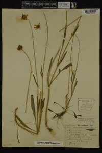 Coreopsis lanceolata image
